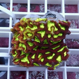 【サンゴ現物22】キクメイシsp. !15時までのご注文で当日発送 【サンゴ】(t139