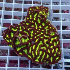 【サンゴ現物33】キクメイシsp. !15時までのご注文で当日発送 【サンゴ】(t139