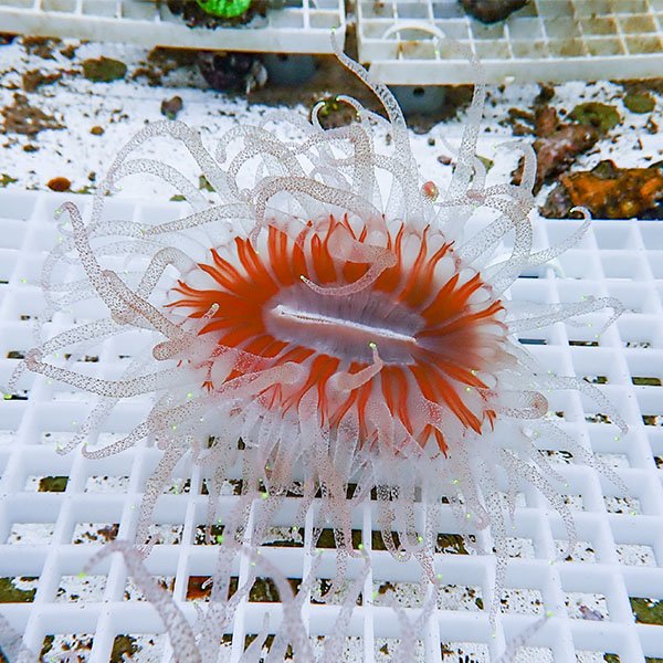 【サンゴ現物3】ウチウラタコアシサンゴ ホワイト ! 15時までのご注文で当日発送 【サンゴ/無脊椎】