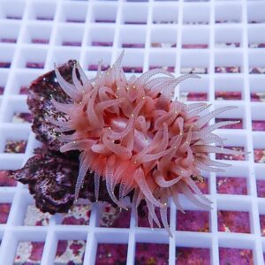 【サンゴ現物6】ウチウラタコアシサンゴ ピンク ! 15時までのご注文で当日発送 【サンゴ/無脊椎】