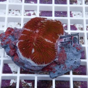 【サンゴ現物8】クサビライシ ブリード !15時までのご注文で当日発送 【サンゴ】(t222