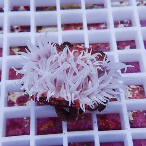 【サンゴ現物8】ウチウラタコアシサンゴ ホワイト ! 15時までのご注文で当日発送 【サンゴ/無脊椎】