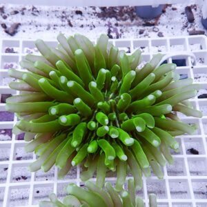 【サンゴ現物12】パラオクサビライシ !15時までのご注文で当日発送 【サンゴ】(t222
