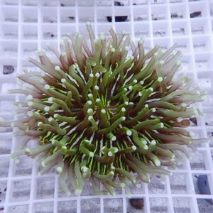 【サンゴ現物15】パラオクサビライシ !15時までのご注文で当日発送 【サンゴ】(t222