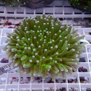 【サンゴ現物21】パラオクサビライシ !15時までのご注文で当日発送 【サンゴ】(t222