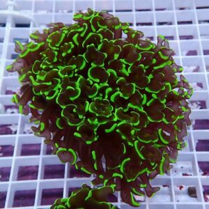 【サンゴ現物169】ナガレハナサンゴ!15時までのご注文で当日発送 【サンゴ】(t136