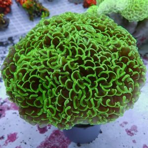 【サンゴ現物200】ナガレハナサンゴ bigサイズ 16-15cm!15時までのご注文で当日発送 【サンゴ】(t136