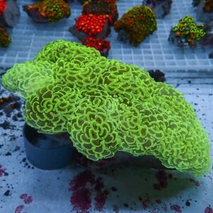 【サンゴ現物300】ナガレハナサンゴ bigサイズ 21-11cm!15時までのご注文で当日発送 【サンゴ】(t136