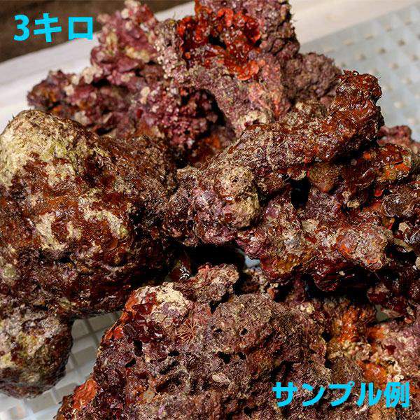 【サンプル画像】Sグレード ライブロック ”注意”内容と価格は1キロ!【ライブロック】キュア済み 石灰藻 15時までのご注文で当日発送(t108