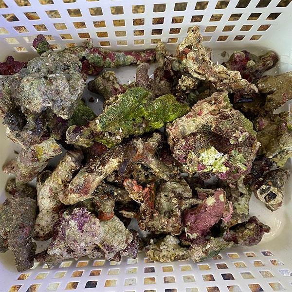 【サンプル】ライブロック破片 1kg!【ライブロック】キュア済み 石灰藻 15時までのご注文で当日発送(t108