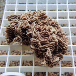 【サンゴ現物6】リュウモンサンゴ! 15時までのご注文で当日発送 【ミドリイシ】(t214