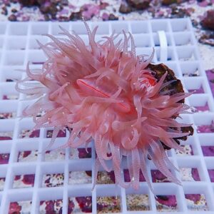 【サンゴ現物9】ウチウラタコアシサンゴ ピンク ! 15時までのご注文で当日発送 【サンゴ/無脊椎】