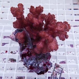 【サンゴ現物16】 ハナヤサイサンゴ ブリード!15時までのご注文で当日発送 【ミドリイシ】(t214