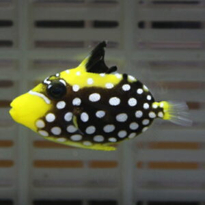 モンガラカワハギ T 3-5cm±! 海水魚 カワハギ!15時までのご注文で当日発送(t119