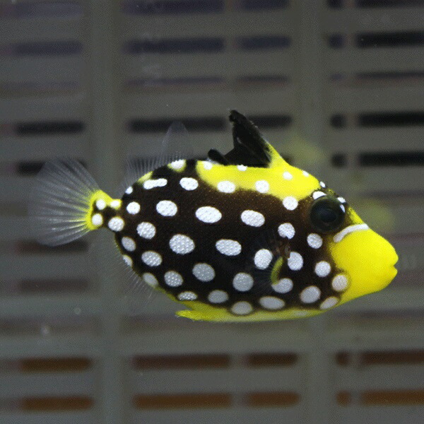 モンガラカワハギ T 3-5cm±! 海水魚 カワハギ!15時までのご注文で当日発送(t119