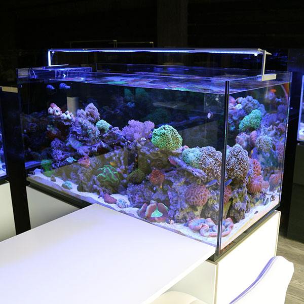 【全国配送対応】オーバーフロー水槽 + クーラーセット P120 ペニンシュラ 120(横）×55（奥）×60（高）cm!【オーバーフロー水槽】 ネプチューンキューブP120