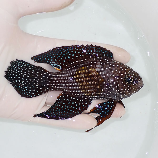 【現物1】ヒレスレ有りシモフリタナバタウオ  13cm±! 海水魚  15時までのご注文で当日発送(t120(t207