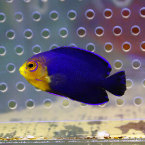 粒エサOK チェルブピグミーエンゼル 3.5～4cm±! 海水魚 ヤッコ 15時までのご注文で当日発送(t111