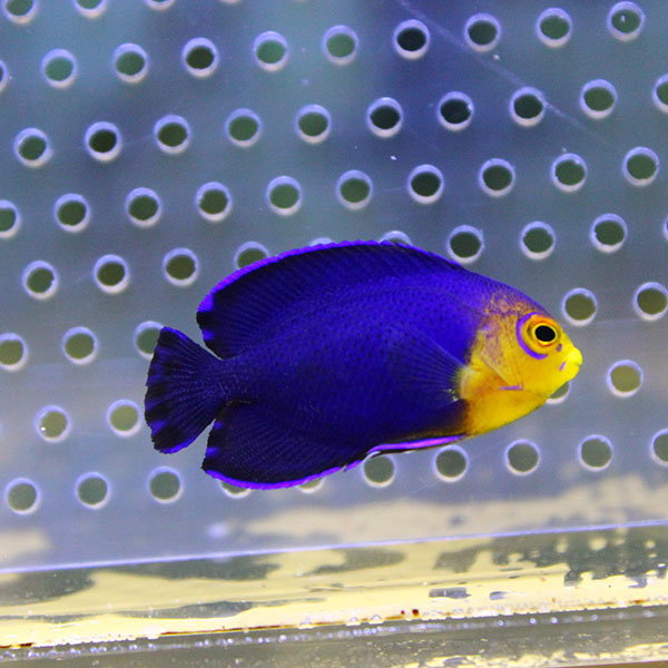 粒エサOK チェルブピグミーエンゼル 3.5～4cm±! 海水魚 ヤッコ 15時までのご注文で当日発送(t111