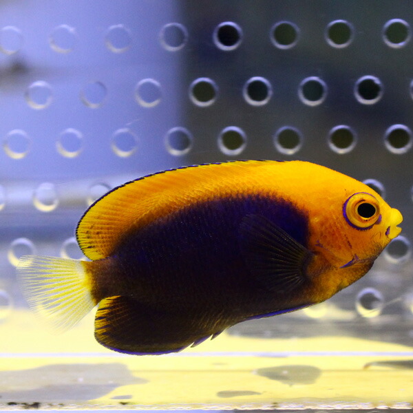アフリカンフレームバック アフリカンピグミー 4-6cm±! 海水魚 ヤッコ 餌付け 15時までのご注文で当日発送(t111