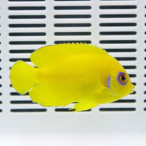 【マーシャル産】レモンピール エンゼル 6-8cm±!!海水魚 ヤッコ 15時までのご注文で当日発送(t111