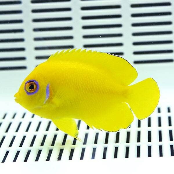 【マーシャル産】レモンピール エンゼル 6-8cm±!!海水魚 ヤッコ 15時までのご注文で当日発送(t111
