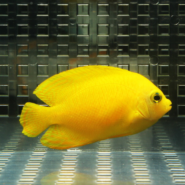 ヘラルドヤッコ 6-8cm±! 海水魚 ヤッコ  15時までのご注文で当日発送(t111