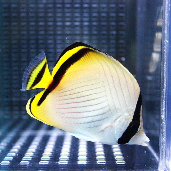 フウライチョウ 8-10cm±! 海水魚 チョウチョウウオ  15時までのご注文で当日発送(t114