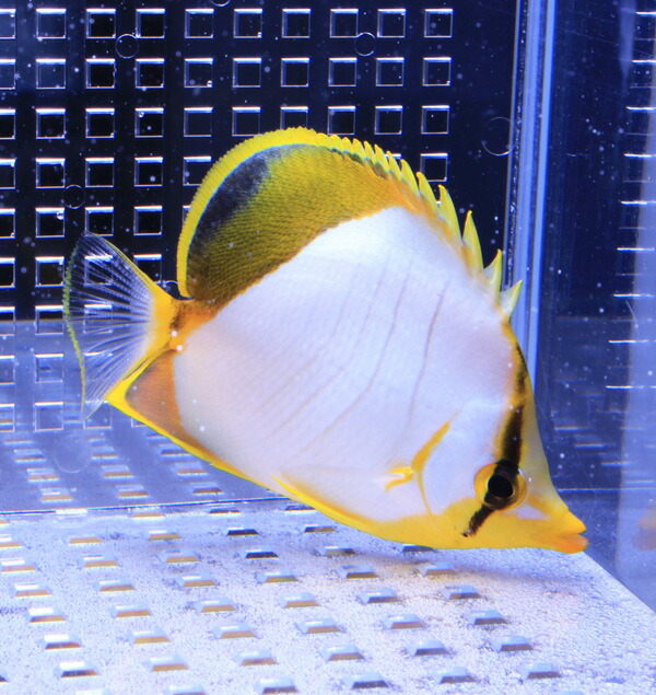 サントスバタフライ 6-8cm±! 海水魚 チョウチョウウオ 餌付け 15時までのご注文で当日発送(t114