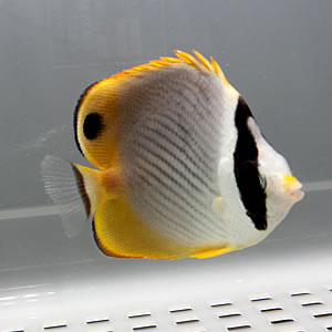 クラカケチョウウオ 5-7cm±! 海水魚 チョウチョウウオ 餌付け15時までのご注文で当日発送(t114