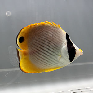 クラカケチョウウオ 5-7cm±! 海水魚 チョウチョウウオ 餌付け15時までのご注文で当日発送(t114
