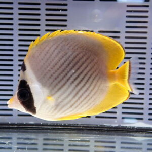 クラカケチョウ 8-10cm±!    海水魚 チョウチョウウオ 15時までのご注文で当日発送(t114