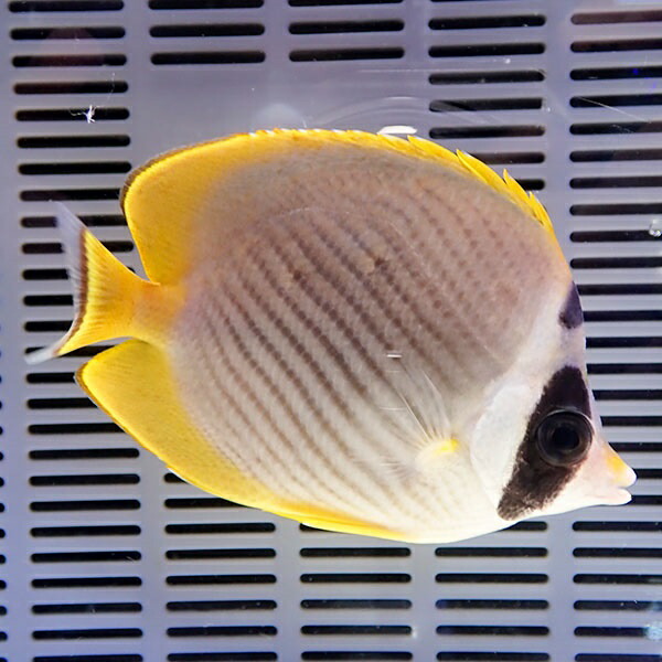 クラカケチョウ 8-10cm±!    海水魚 チョウチョウウオ 15時までのご注文で当日発送(t114