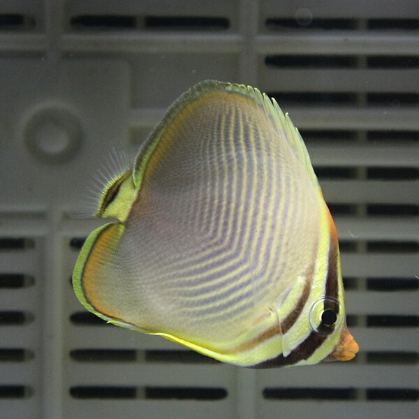 ミカドチョウチョウウオ 6-8cm±!海水魚 チョウチョウウオ 【餌付け未】15時までのご注文で当日発送(t114