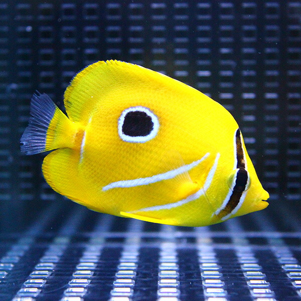 ウミヅキチョウ 4-6cm±! 海水魚 チョウチョウウオ !15時までのご注文で当日発送(t114