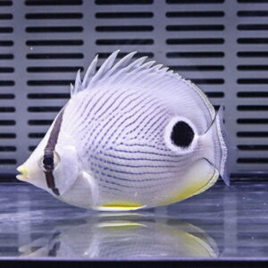 フォーアイバタフライ 6-8cm±! チョウチョウウオ 海水魚15時までのご注文で当日発送(t114
