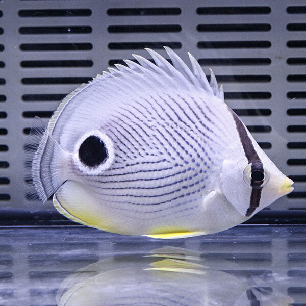 フォーアイバタフライ 6-8cm±! チョウチョウウオ 海水魚15時までのご注文で当日発送(t114