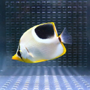 セグロチョウ 4-6cm±! 海水魚 【チョウチョウウオ】(t114