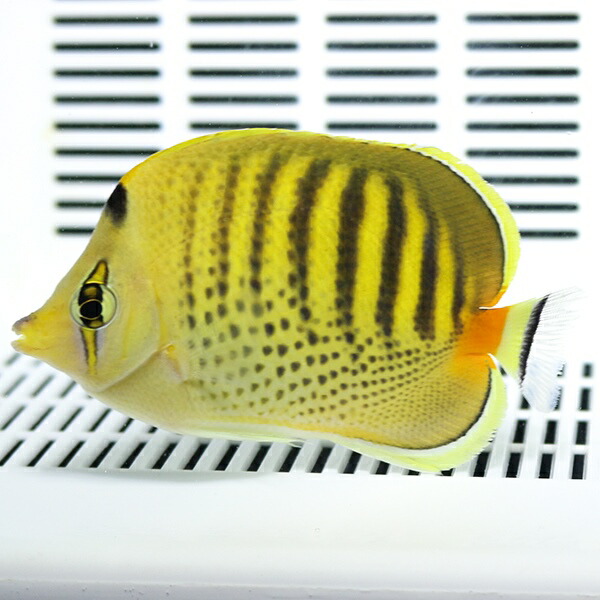 シチセンチョウ 5-7cm±! 海水魚 チョウチョウウオ 15時までのご注文で当日発送【チョウチョウウオ】(t114