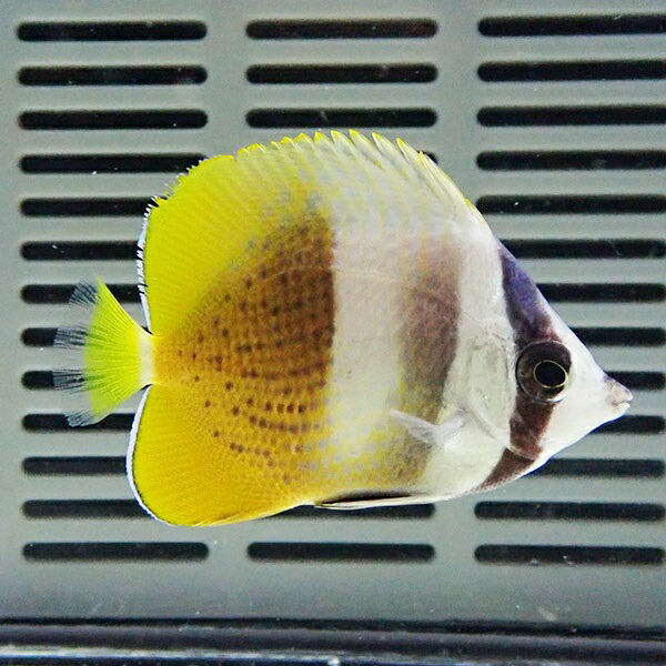 ミゾレチョウ 4-6cm±! 海水魚 チョウチョウウオ 餌付け 15時までのご注文で当日発送(t114
