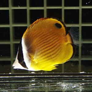 ナミチョウチョウウオ 6-8cm±! 海水魚 チョウチョウウオ !15時までのご注文で当日発送(t114