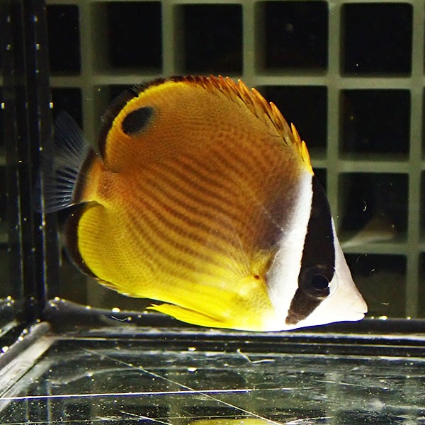 ナミチョウチョウウオ 6-8cm±! 海水魚 チョウチョウウオ !15時までのご注文で当日発送(t114