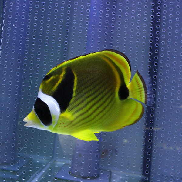 チョウハン 6-8cm±! 海水魚 チョウチョウウオ(t114