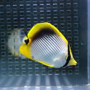 アケボノチョウ 6-8cm±! 海水魚 チョウチョウウオ 15時までのご注文で当日発送(t114