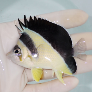 【現物1】バーゲスバタフライ 7.5cm±! 海水魚 チョウチョウウオ 15時までのご注文で当日発送(t114(t207