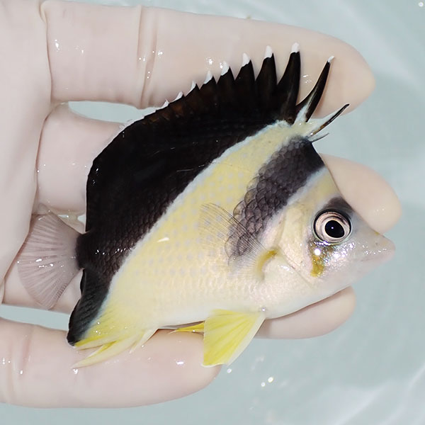 【現物1】バーゲスバタフライ 7.5cm±! 海水魚 チョウチョウウオ 15時までのご注文で当日発送(t114(t207