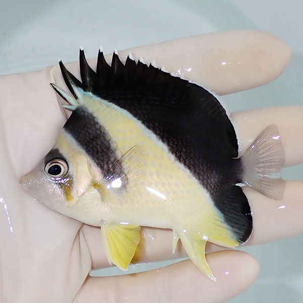【現物1】バーゲスバタフライ 7.5cm±! 海水魚 チョウチョウウオ 15時までのご注文で当日発送(t114(t207