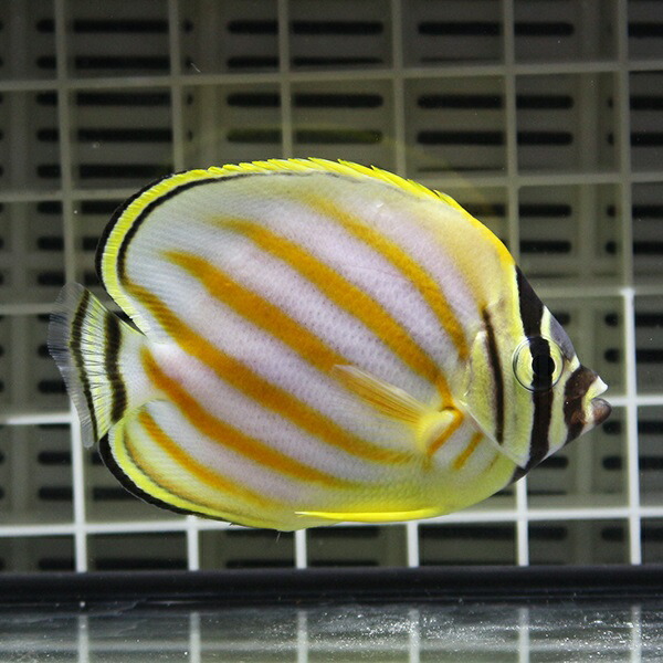 ハナグロチョウチョウウオ 5-7cm±海水魚【餌付け未】15時までのご注文で当日発送(t114