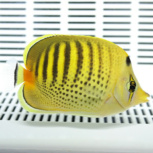 シチセンチョウ 7-9cm±! 海水魚 チョウチョウウオ 餌付け15時までのご注文で当日発送【PHセール対象】(t114