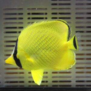 ★アミチョウ 4-6cm±!海水魚 チョウチョウウオ 15時までのご注文で当日発送(t114